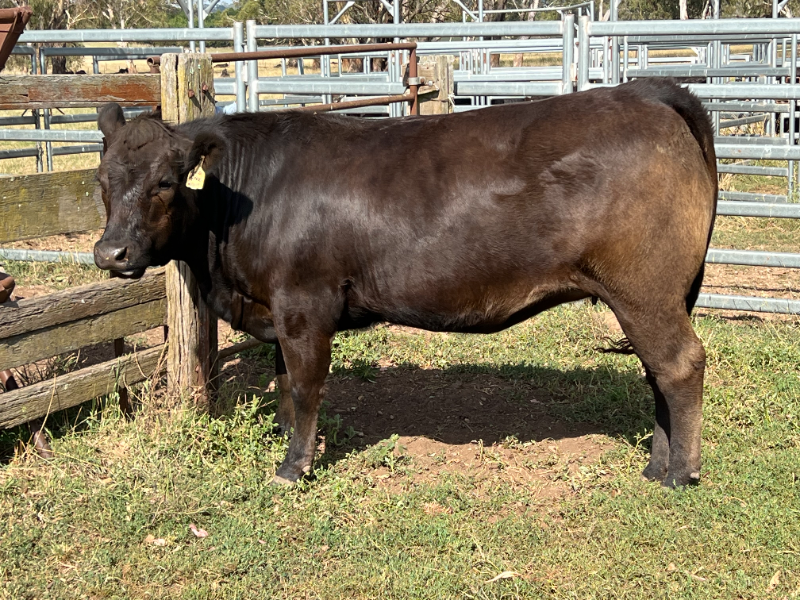 Lot 3 - CLASSIC T159 TOPAZ (PP B AA) | AuctionsPlus
