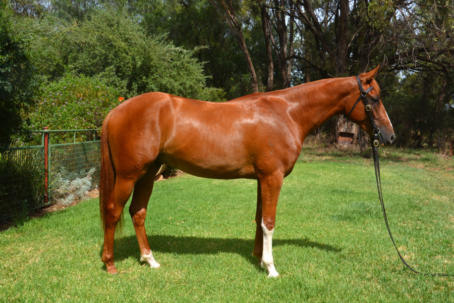 Lot 66 - KARMARTHEN KONNECTION | AuctionsPlus