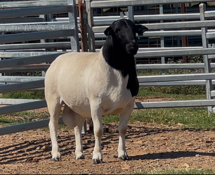 Lot 2 - WINRAE 235086 | AuctionsPlus