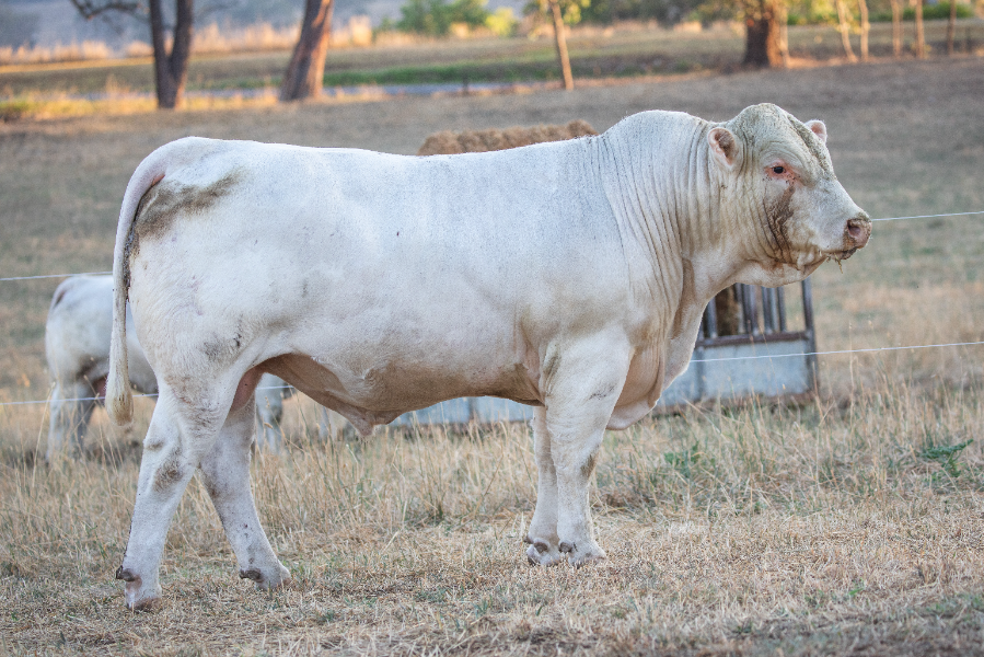 Lt Ledger Lot 34 - RANGAN LEDGER U67 (AI) (ET) (P) | AuctionsPlus