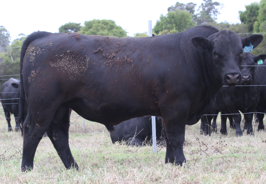 Lot 65 - GANDY TRUE NORTH V207 | AuctionsPlus