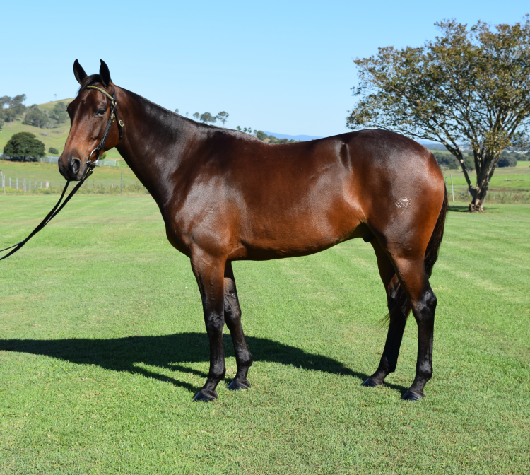 Lot 435 - HUNTER VIEW ARCHIE REY | AuctionsPlus