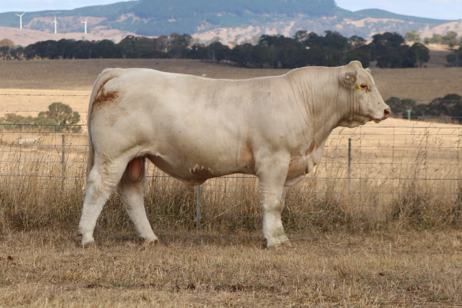 Lot 43 - ROSEDALE UPTON (P) | AuctionsPlus