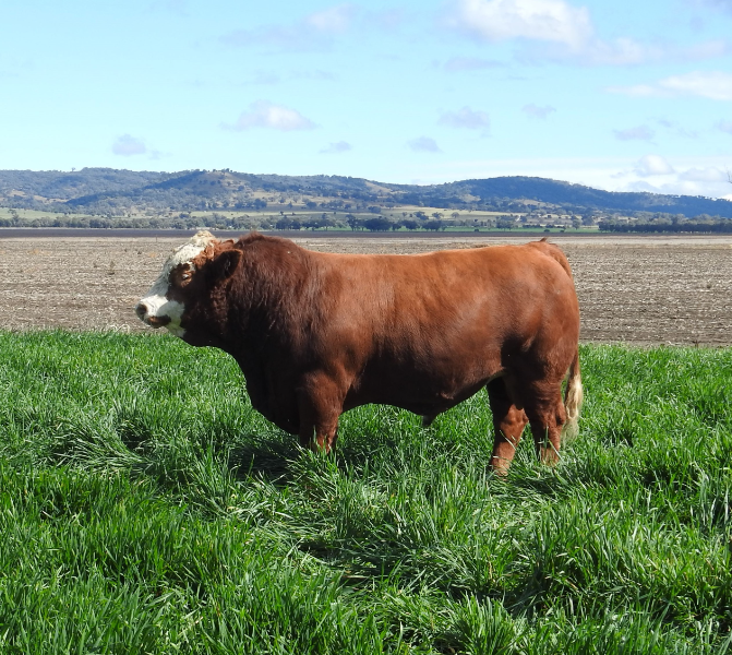 BARANA SIMMENTAL & ANGUS 24TH ANNUAL ON-FARM BULL SALE - Auction 125062 ...
