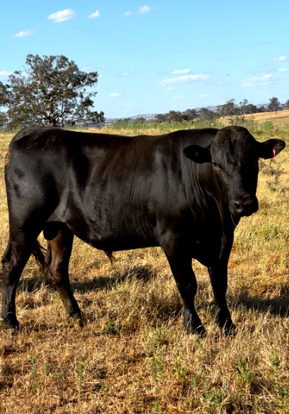 Lot 11 - RAZORBACK RANCH CRACKERJACK | AuctionsPlus