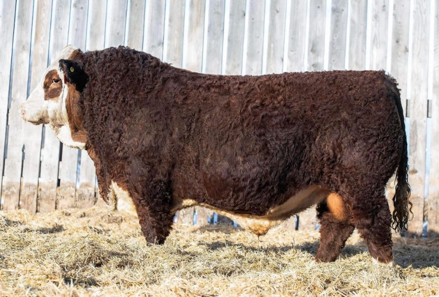 Lot 19 - 10 x Semen Straws - BLL RUMBLE 62H | AuctionsPlus