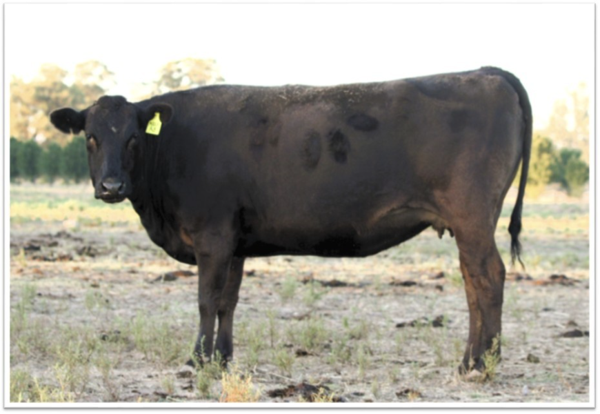 Lot 142 - 6X Joined MIKU Females | AuctionsPlus