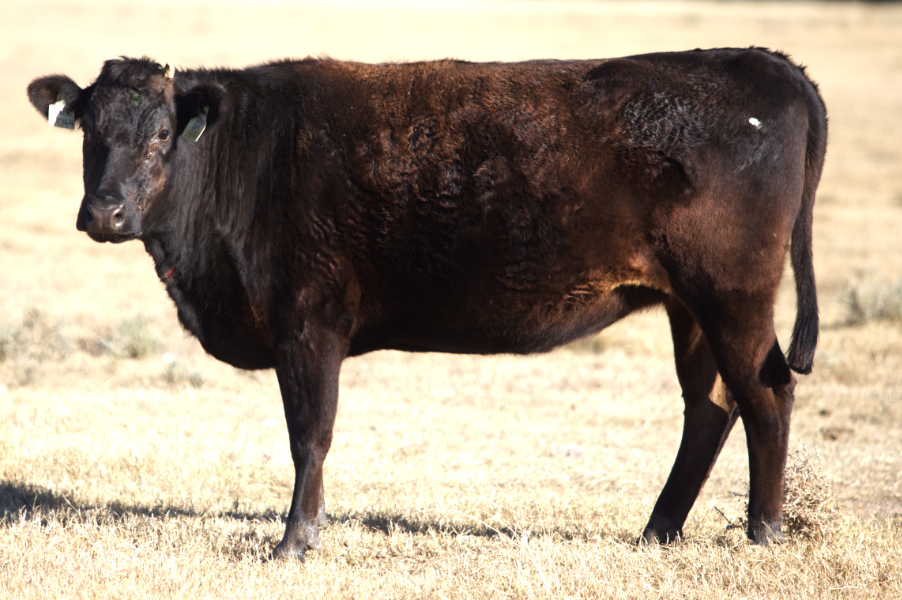 Lot 145 - 2X Joined Hamilton Park Wagyu Females | AuctionsPlus