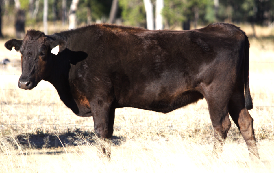 Lot 146 - 2X Joined Hamilton Park Wagyu Females | AuctionsPlus