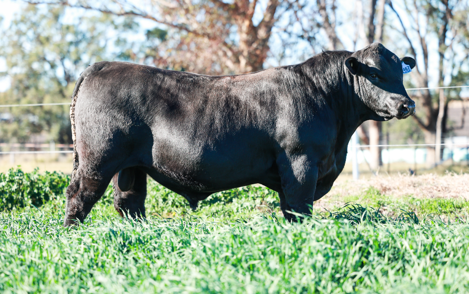 Lot 2 - CLUNIE RANGE UP AND COMING U467 | AuctionsPlus