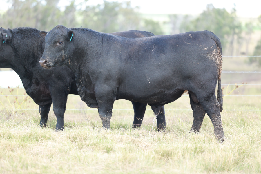 Lot 3 - CLUNIE RANGE UNDER COVER U445 | AuctionsPlus