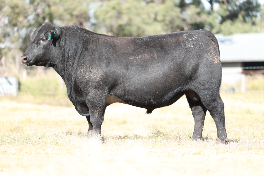 Lot 11 - CLUNIE RANGE UPTIGHT U490 | AuctionsPlus