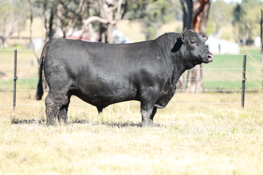 Lot 19 - CLUNIE RANGE UNA U1659 | AuctionsPlus
