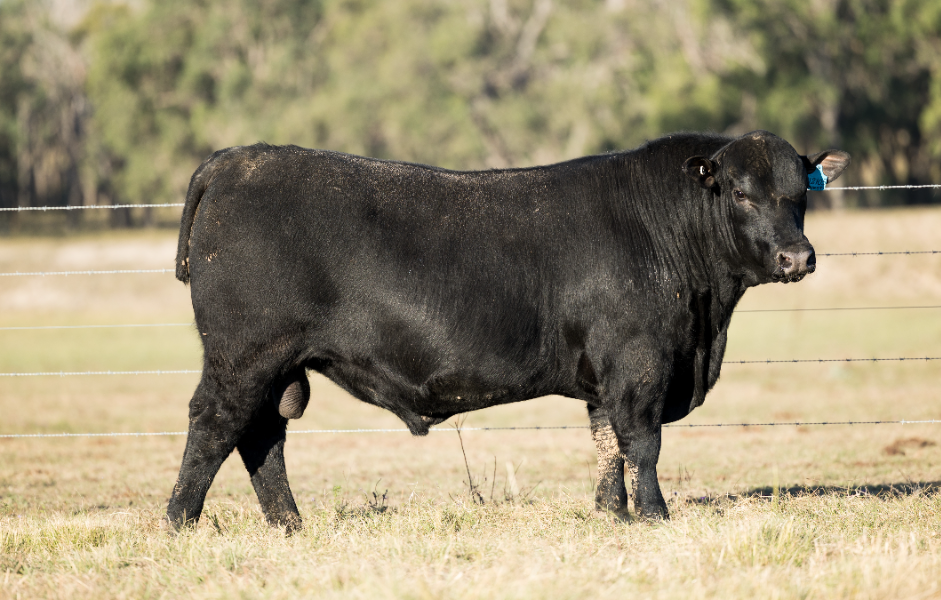 Lot 26 - CLUNIE RANGE UNLACED U2105 | AuctionsPlus