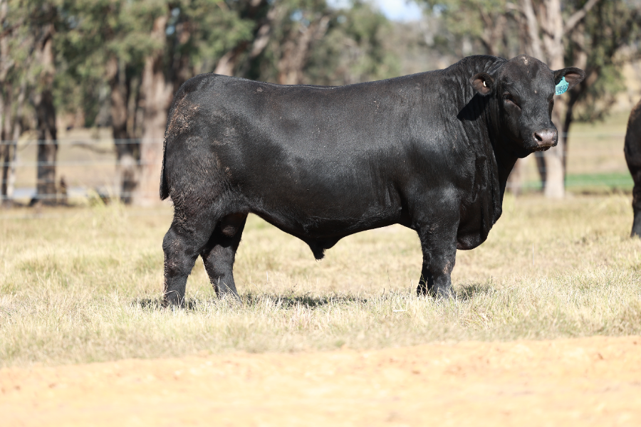 Lot 49 - CLUNIE RANGE UNCLE ROHAN U602 | AuctionsPlus
