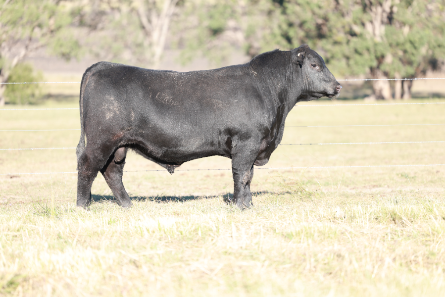Lot 51 - CLUNIE RANGE UNNAMED U1264 | AuctionsPlus
