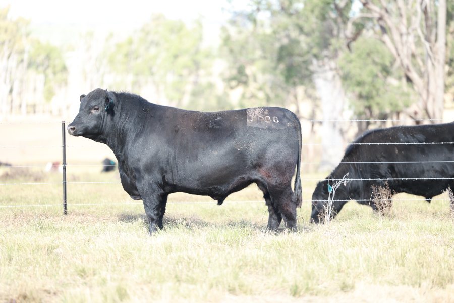 Lot 52 - CLUNIE RANGE UNCLE SWAMPY U1988 | AuctionsPlus