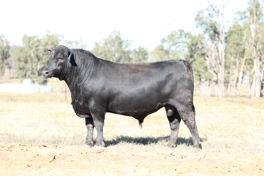 Lot 66 - CLUNIE RANGE UNCLE BRENDO U167 | AuctionsPlus
