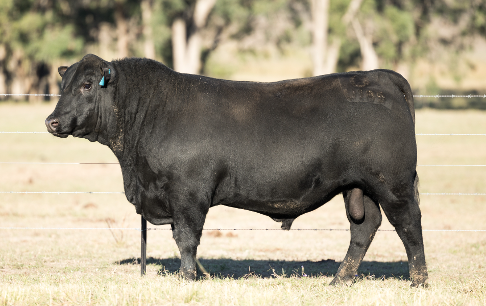 Lot 69 - CLUNIE RANGE UNBEATABLE U185 | AuctionsPlus