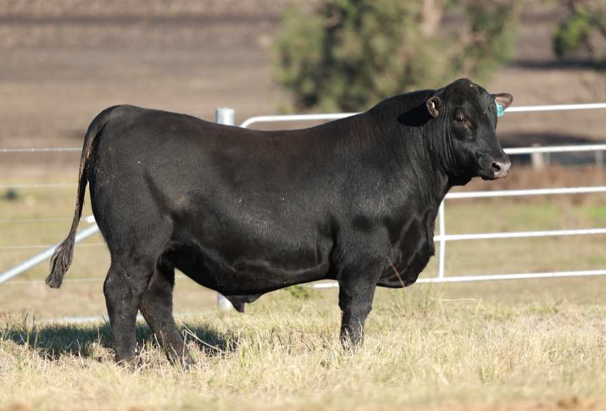 Lot 70 - CLUNIE RANGE UNCLE HUGH U153 | AuctionsPlus