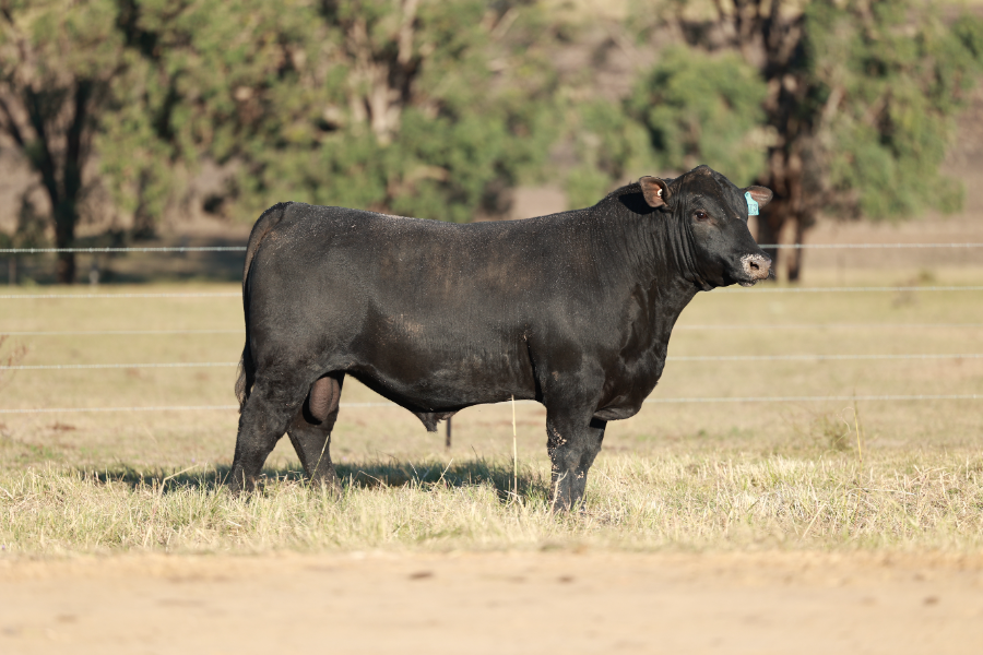 Lot 81 - CLUNIE RANGE UNCLE SWAMPY U173 | AuctionsPlus