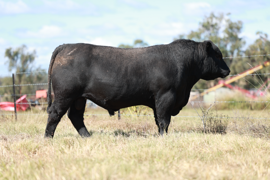 Lot 83 - CLUNIE RANGE U ARE JOKING U531 | AuctionsPlus
