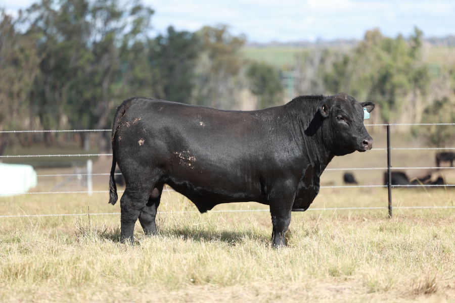 Lot 92 - CLUNIE RANGE UNCLE KIRK U501 | AuctionsPlus