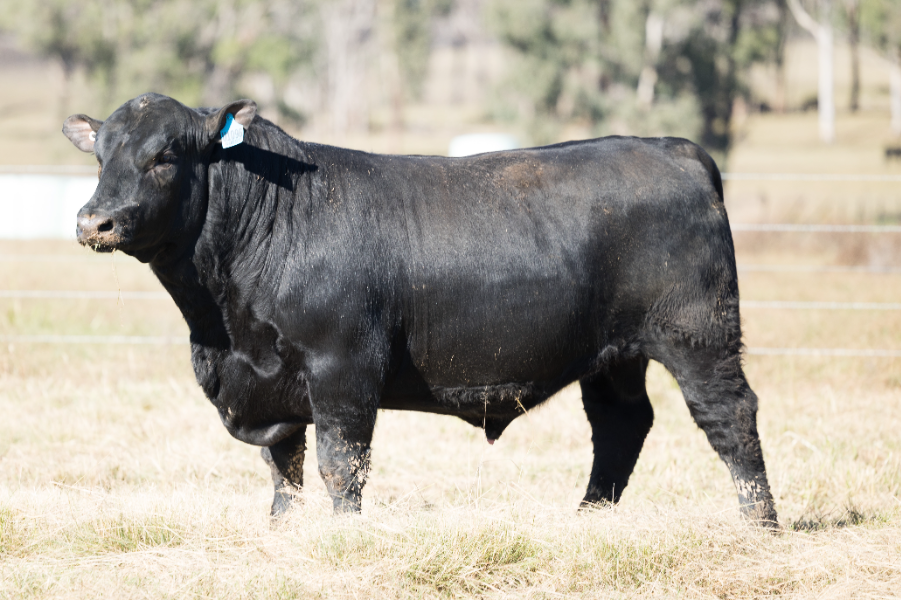 Lot 98 - CLUNIE RANGE UNICORN U1096 | AuctionsPlus