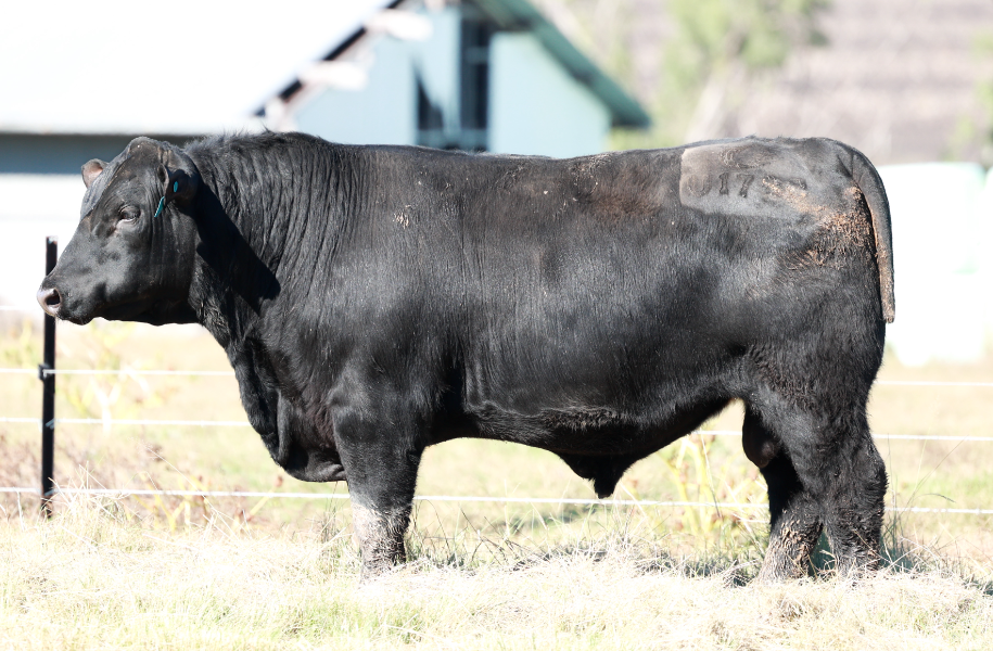 Lot 102 - CLUNIE RANGE UNCLE LOCKIE U1788 | AuctionsPlus