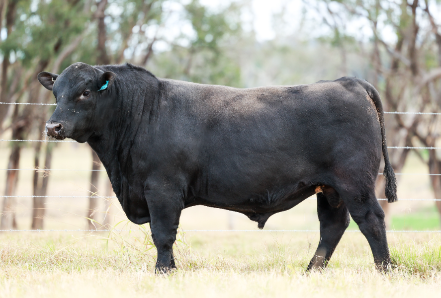 Lot 121 - CLUNIE RANGE U FOR REAL U199 | AuctionsPlus