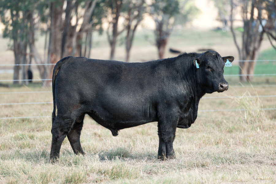 Lot 134 - CLUNIE RANGE VALUATE V267 | AuctionsPlus