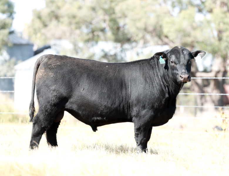 Lot 143 - CLUNIE RANGE VLADEMAR V211 | AuctionsPlus