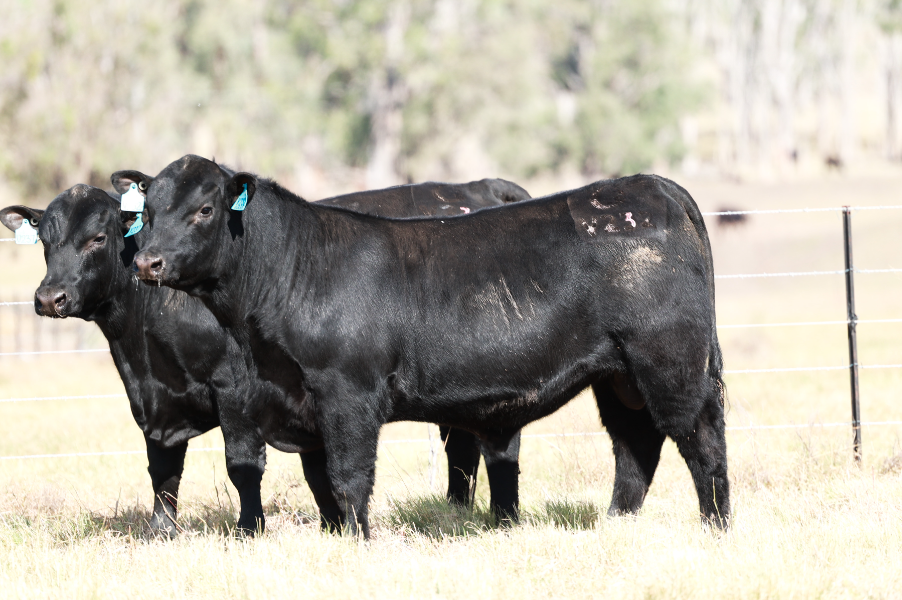 Lot 146 - CLUNIE RANGE VERIFIED V232 | AuctionsPlus