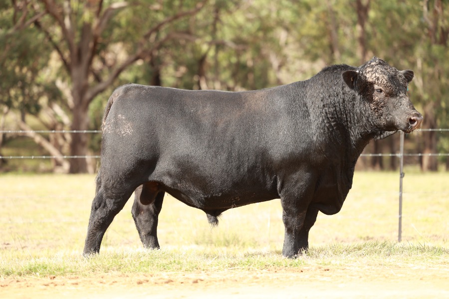 Lot 178 - CLUNIE RANGE UNCLE RAY U2257 | AuctionsPlus
