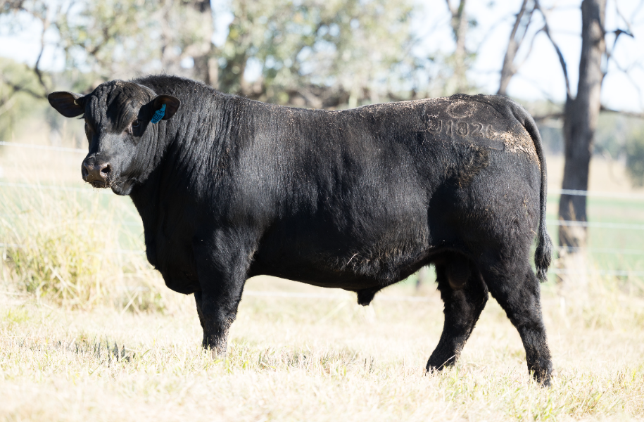 Lot 226 - CLUNIE RANGE UNCLE CAMERON U1826 | AuctionsPlus