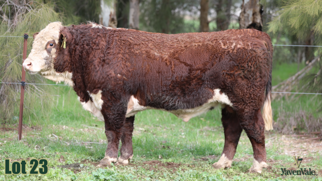 Lot 23 - YAVENVALE URJA U740 (AI) (PP) | AuctionsPlus
