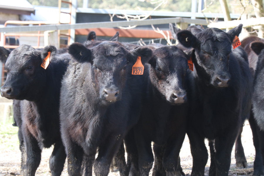 Lot 48 - 9 commercial Angus NSM heifers | AuctionsPlus