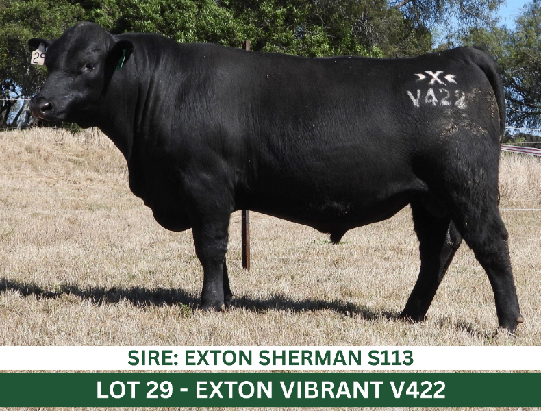 Zwei Exton Lot 29 - EXTON VIBRANT V422 | AuctionsPlus