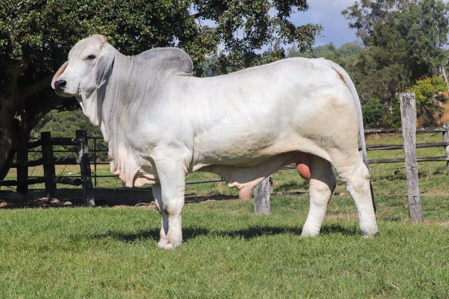 Lot 47 - PBF BARNARD MANSO 600/23 (H) | AuctionsPlus