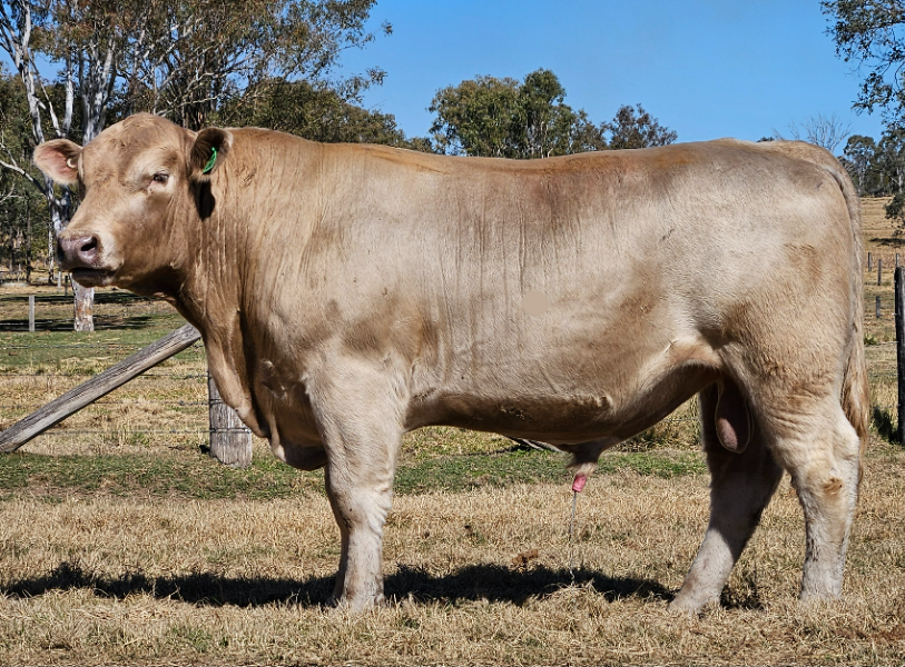 Shell Dee Lot 60 - Shell-Dee Iron Link | AuctionsPlus