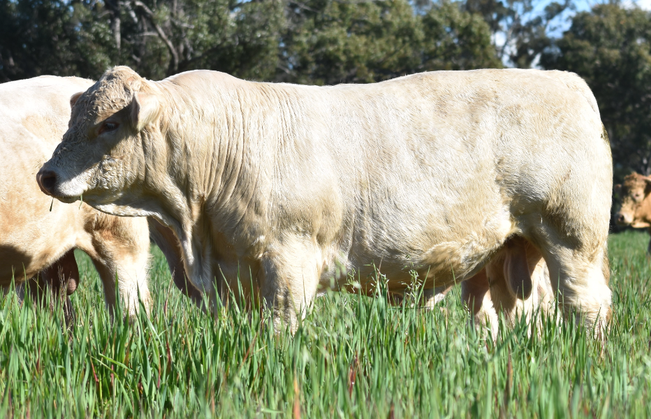 Lot 5 - ELSTOW UTE (P) | AuctionsPlus