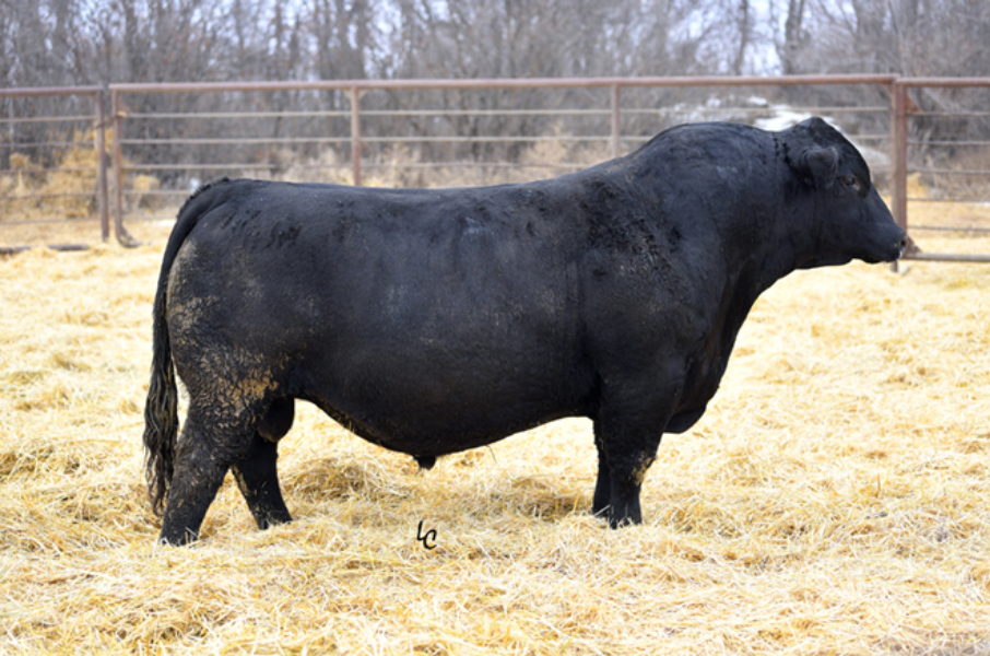 Lot 23 - 4 x semen straws - LCDR WITNESS 541C | AuctionsPlus