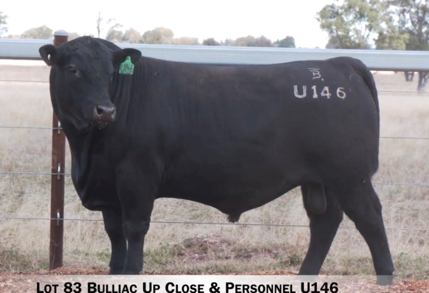Lot 83 - BULLIAC UP CLOSE & PERSONNEL U146 | AuctionsPlus