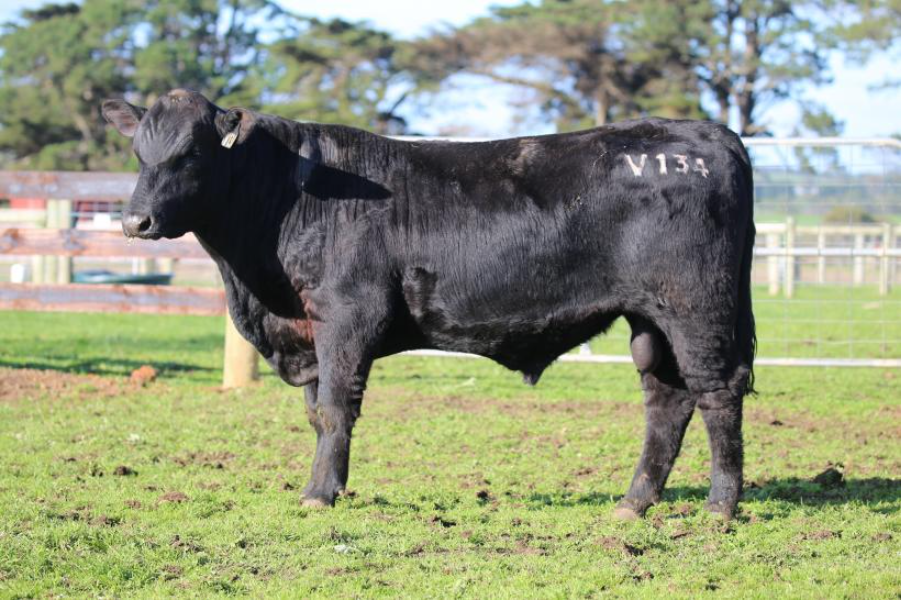 Lot 52 - WEERAN V134 | AuctionsPlus