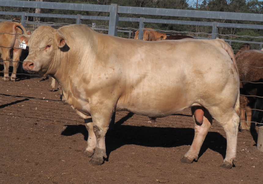 GLENLEA BEEF ROMA CHAROLAIS BULL SALE - Auction 125284 | AuctionsPlus