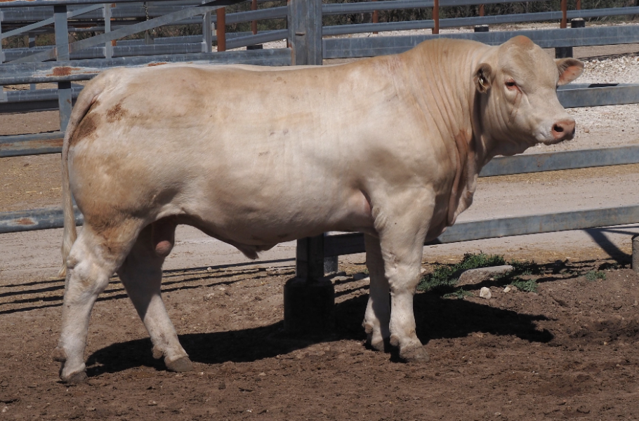 Lot 41 - GLENLEA JEHU U399 (AI) (P) | AuctionsPlus