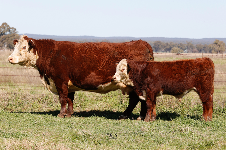 Kay R Cattle Lot 45 - RAYLEIGH L KARA N036 (P) | AuctionsPlus