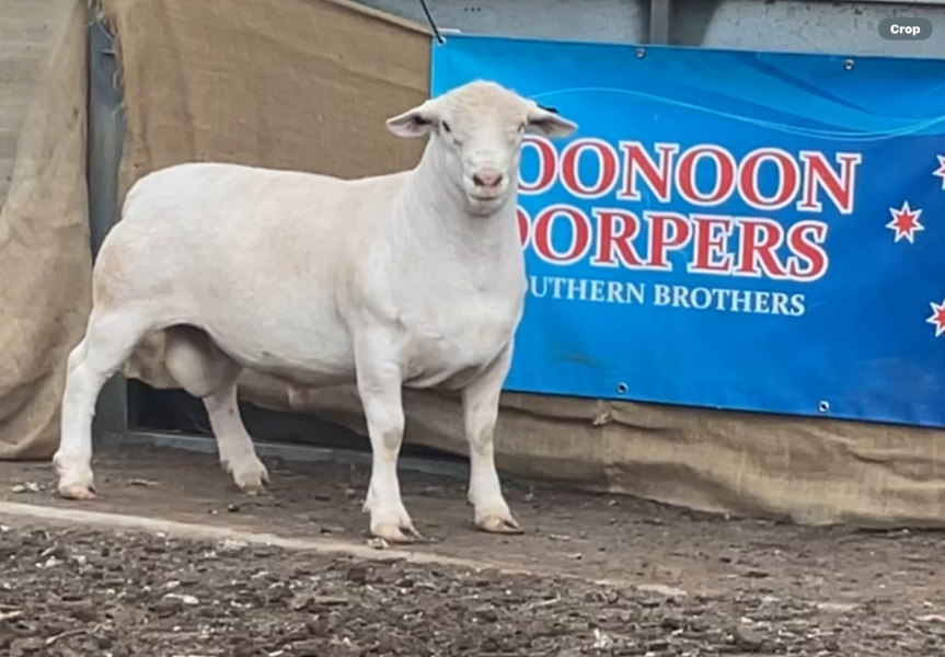 Lot 19 - WD240017 | AuctionsPlus