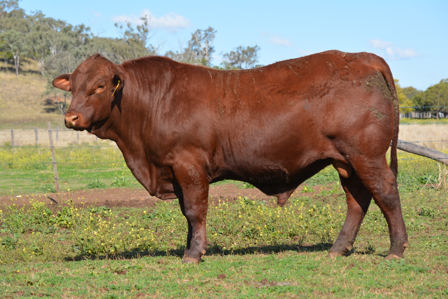 Lot 32 - ROSEVALE VENDETTA V238 (P) | AuctionsPlus