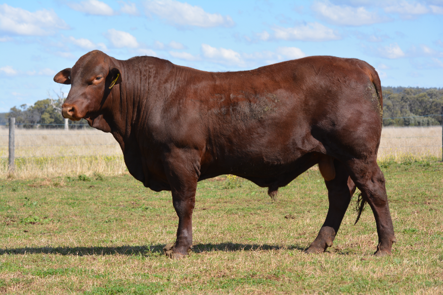 Lot 46 - ROSEVALE VOUCHER V230 (P) | AuctionsPlus